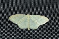 Scopula floslactata