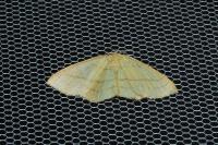 Cyclophora linearia