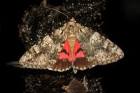 Catocala promissa
