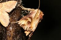 Actinotia polyodon