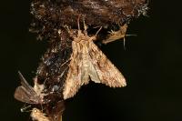 Apamea monoglypha monoglypha