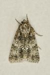 Acronicta rumicis