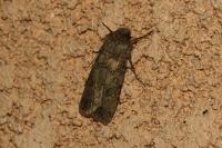 Agrotis segetum