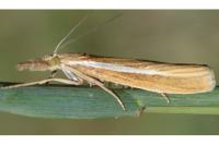 Agriphila tristella