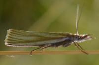 Crambus perlellus