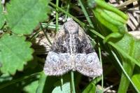 Mesoligia furuncula