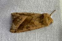 Hydraecia micacea