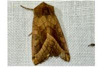 Hydraecia micacea