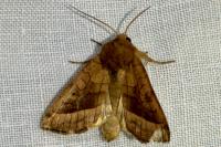 Hydraecia micacea