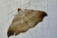 Laspeyria flexula