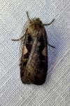 Xestia c-nigrum