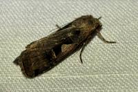 Xestia c-nigrum