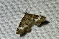 Perizoma alchemillata