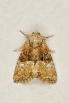 Mesoligia furuncula