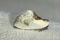 Cilix glaucata