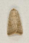Hoplodrina ambigua