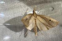 Chilo phragmitellus