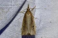 Chilo phragmitellus