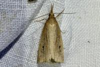 Chilo phragmitellus