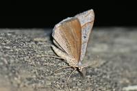 Scotopteryx luridata/mucronata