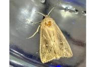 Leucania obsoleta