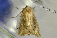 Leucania obsoleta