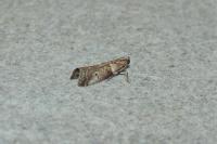 Acrobasis consociella
