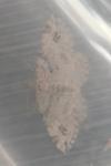 Mesotype didymata