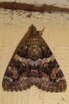 Catocala coniuncta