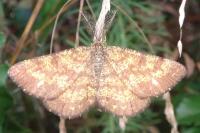 Ematurga atomaria