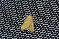 Loxostege sticticalis