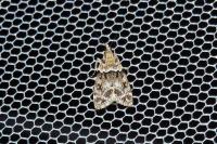 Eudonia mercurella