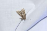 Dryobotodes eremita