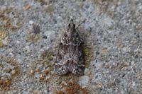 Eudonia mercurella