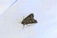 Agrotis ipsilon