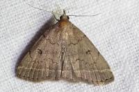 Zanclognatha zelleralis