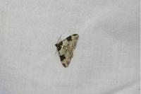 Xanthorhoe fluctuata