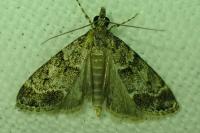 Eudonia mercurella