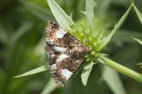 Tyta luctuosa