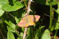 Lythria cruentaria