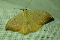 Watsonalla uncinula