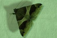Dysgonia algira