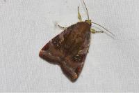 Noctua janthina