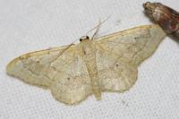 Idaea aversata