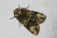 Craniophora ligustri