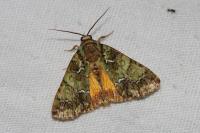 Polyphaenis sericata