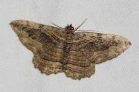 Philereme transversata