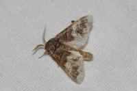 Drymonia querna