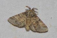 Gluphisia crenata