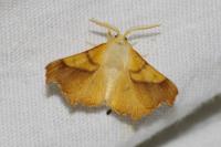 Ennomos fuscantaria